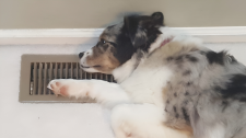 Dog Days of Summer With no Air Conditioning