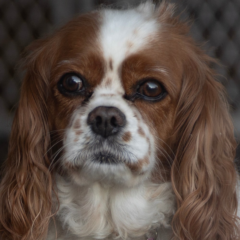 Team Member Mia